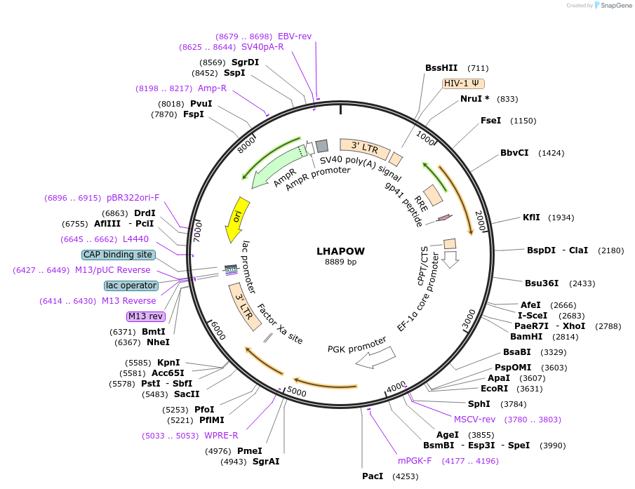 205681-plasmid-map-sequence-id-410144
