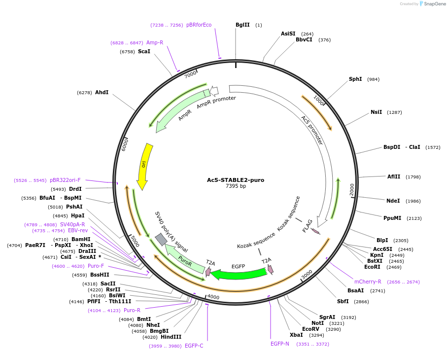 208032-plasmid-map-sequence-id-410192