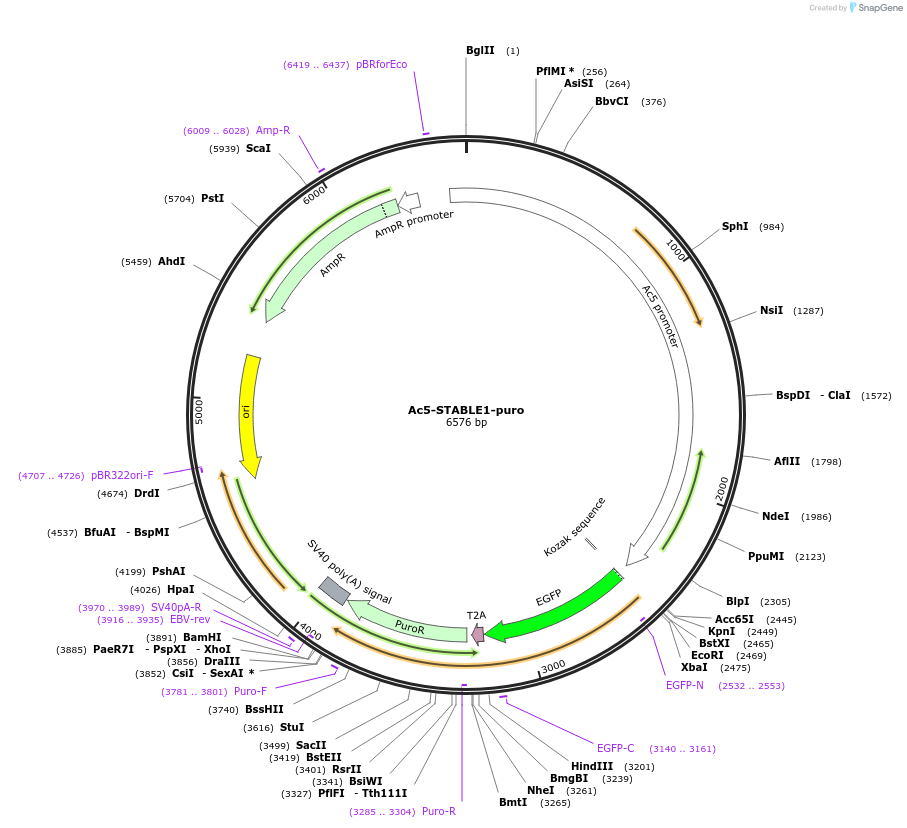 208031-plasmid-map-sequence-id-410193