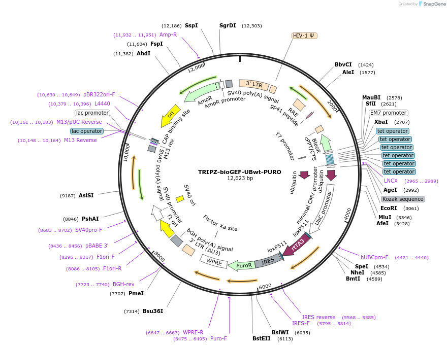 208045-plasmid-map-sequence-id-410262