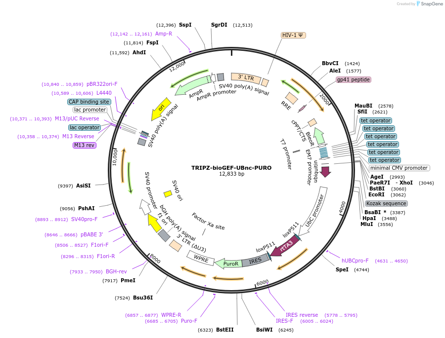 208044-plasmid-map-sequence-id-410266