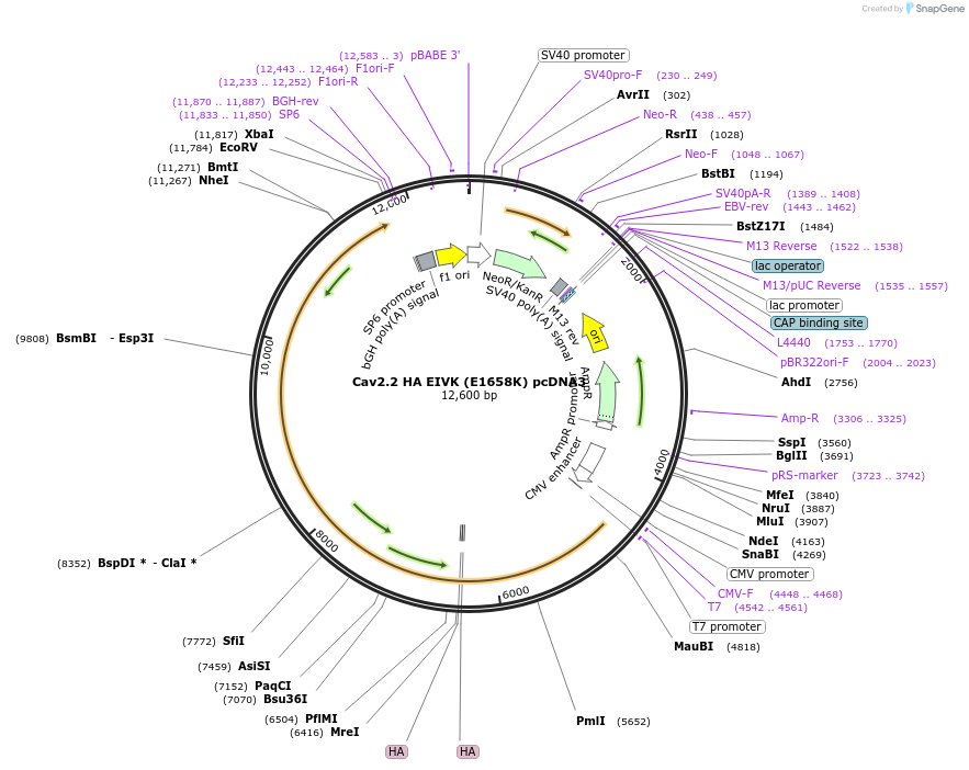 206066-plasmid-map-sequence-id-410269