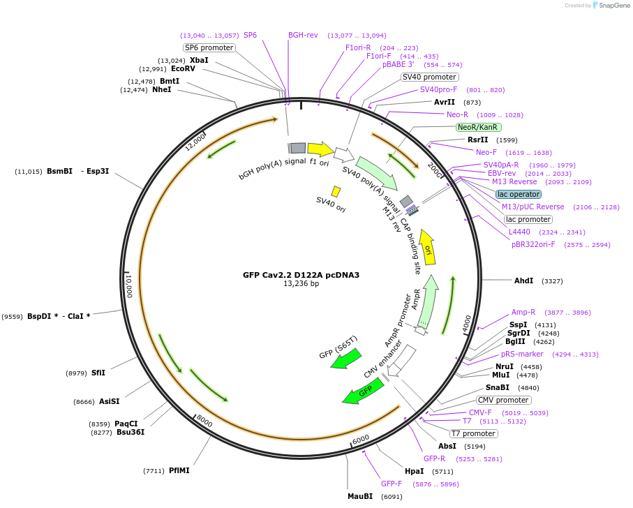 206068-plasmid-map-sequence-id-410271