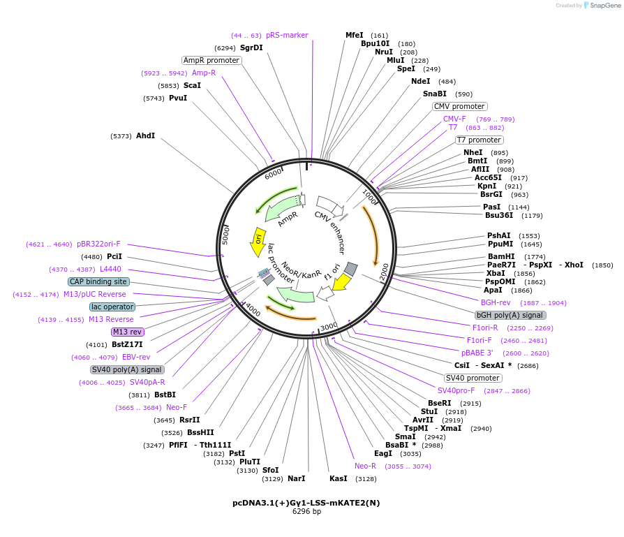 207159-plasmid-map-sequence-id-410272