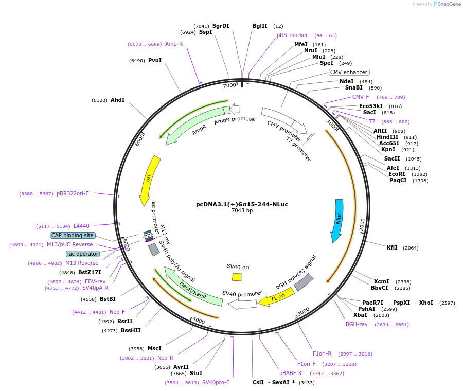207154-plasmid-map-sequence-id-410274