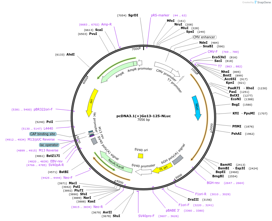 207155-plasmid-map-sequence-id-410275