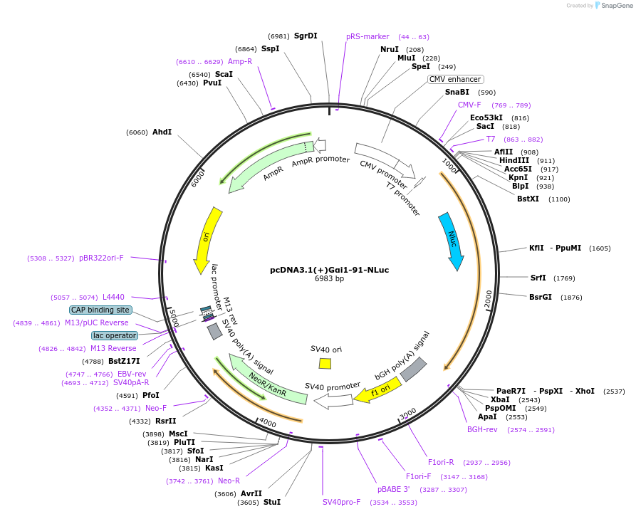 207148-plasmid-map-sequence-id-410277