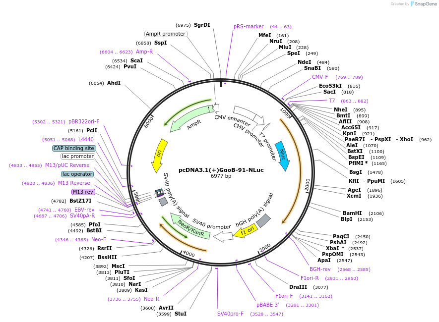 207152-plasmid-map-sequence-id-410279