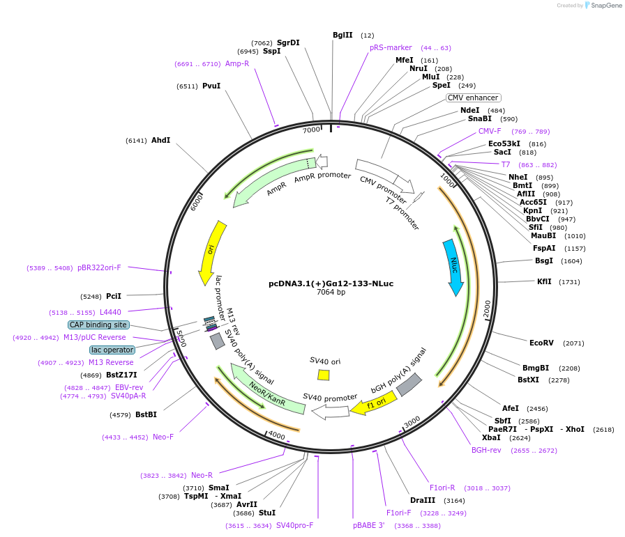 207156-plasmid-map-sequence-id-410281