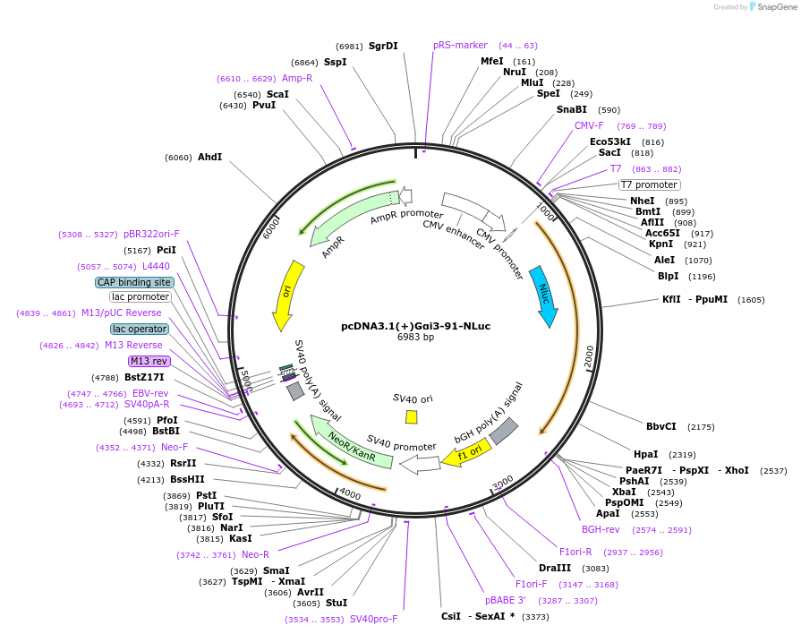 207150-plasmid-map-sequence-id-410284