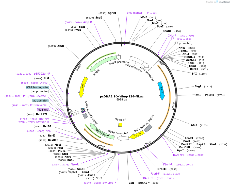 207153-plasmid-map-sequence-id-410285