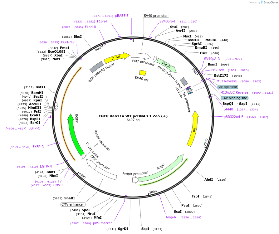206079-plasmid-map-sequence-id-410291