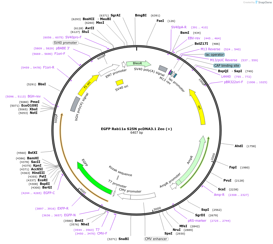 206080-plasmid-map-sequence-id-410293