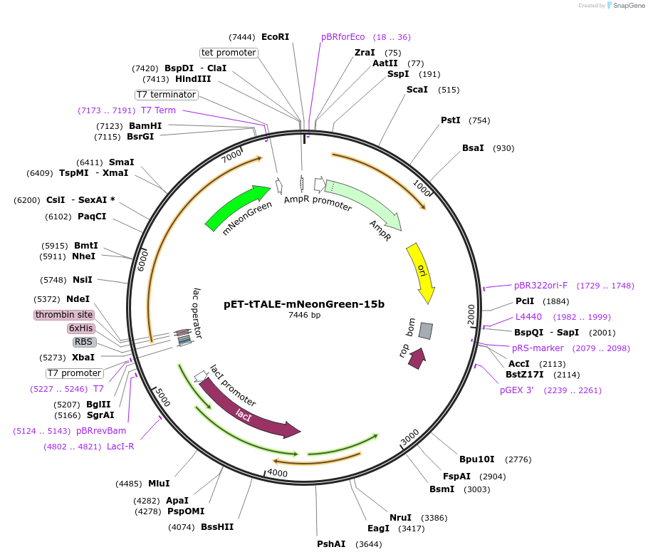 206870-plasmid-map-sequence-id-410299