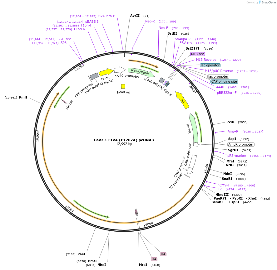 206125-plasmid-map-sequence-id-410308