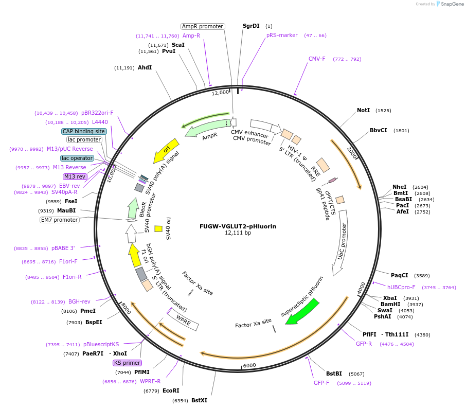 207469-plasmid-map-sequence-id-410335