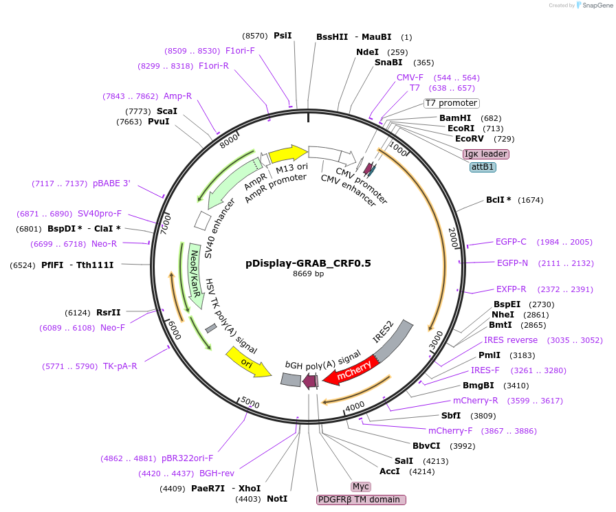 208654-plasmid-map-sequence-id-410339