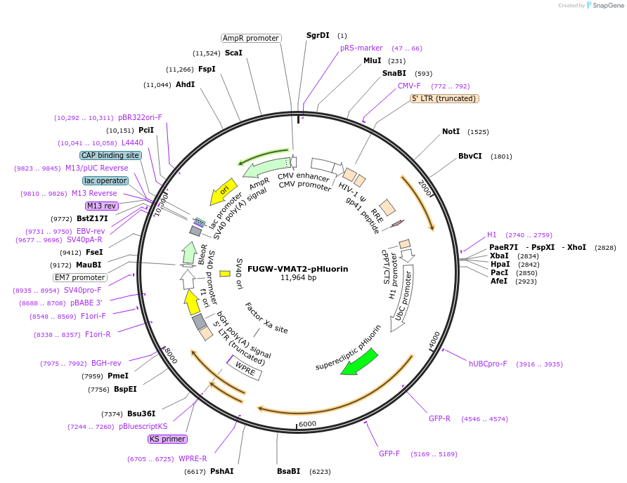 207468-plasmid-map-sequence-id-410340