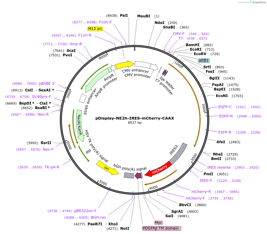 208691-plasmid-map-sequence-id-410345