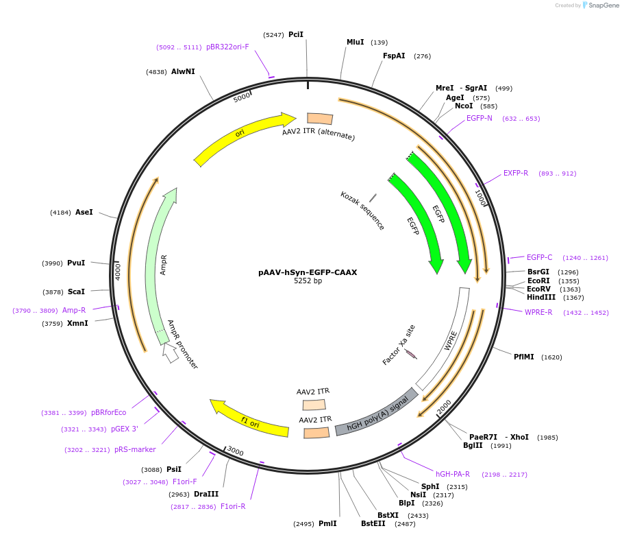 208684-plasmid-map-sequence-id-410347