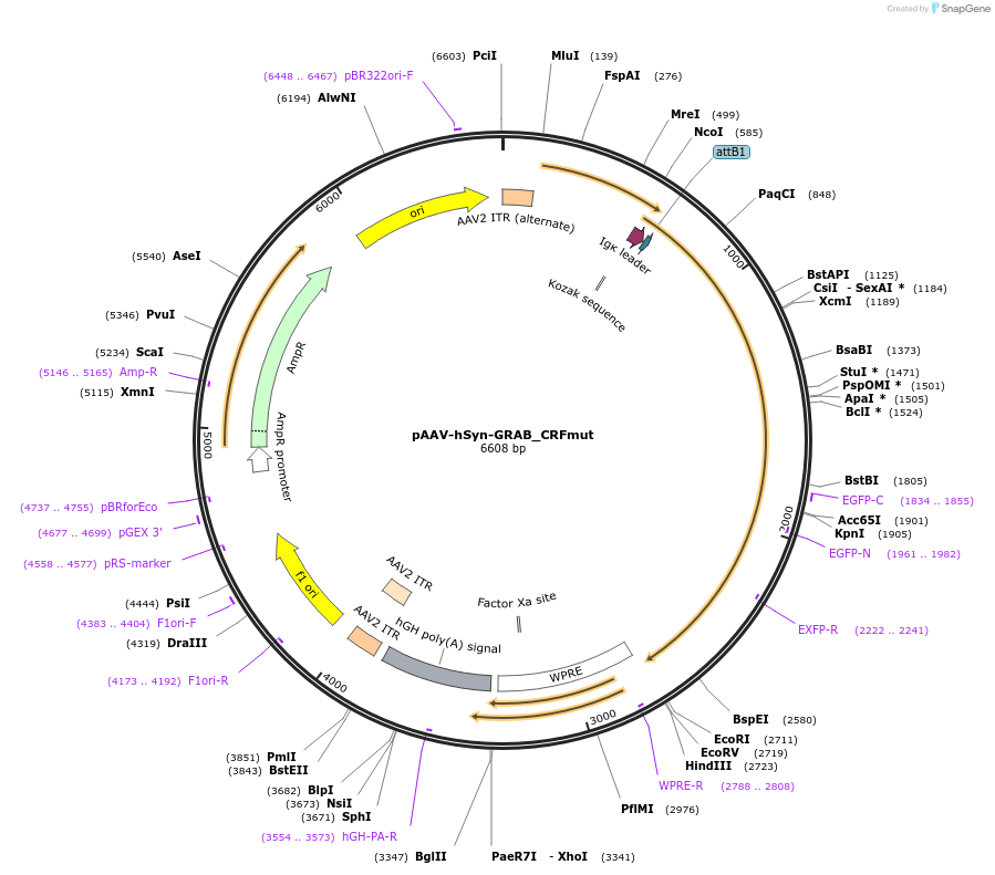 208659-plasmid-map-sequence-id-410350