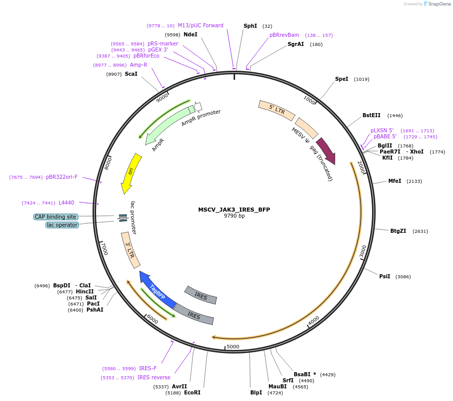 206291-plasmid-map-sequence-id-410352