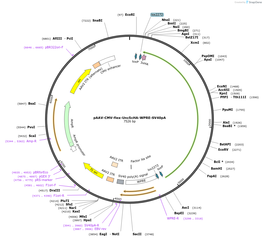205442-plasmid-map-sequence-id-410358