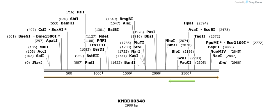 41036_map