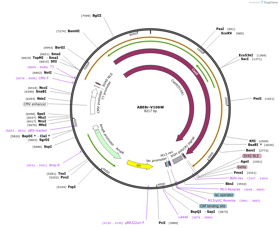 208295-plasmid-map-sequence-id-410363