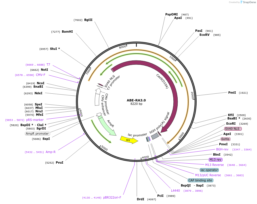 208301-plasmid-map-sequence-id-410368