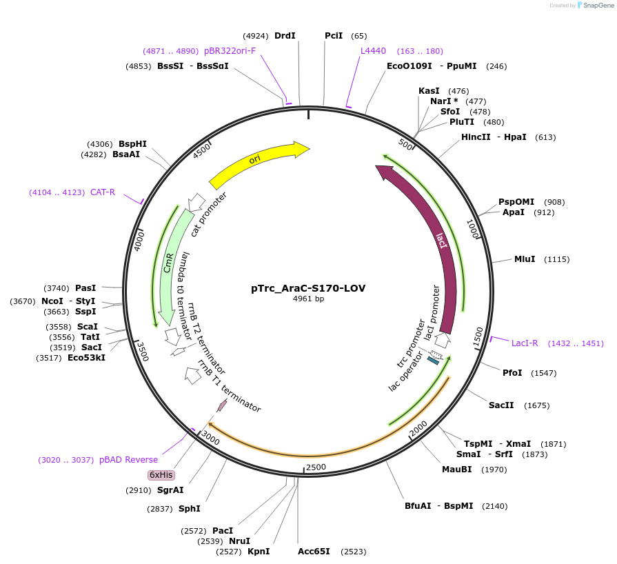 206805-plasmid-map-sequence-id-410371