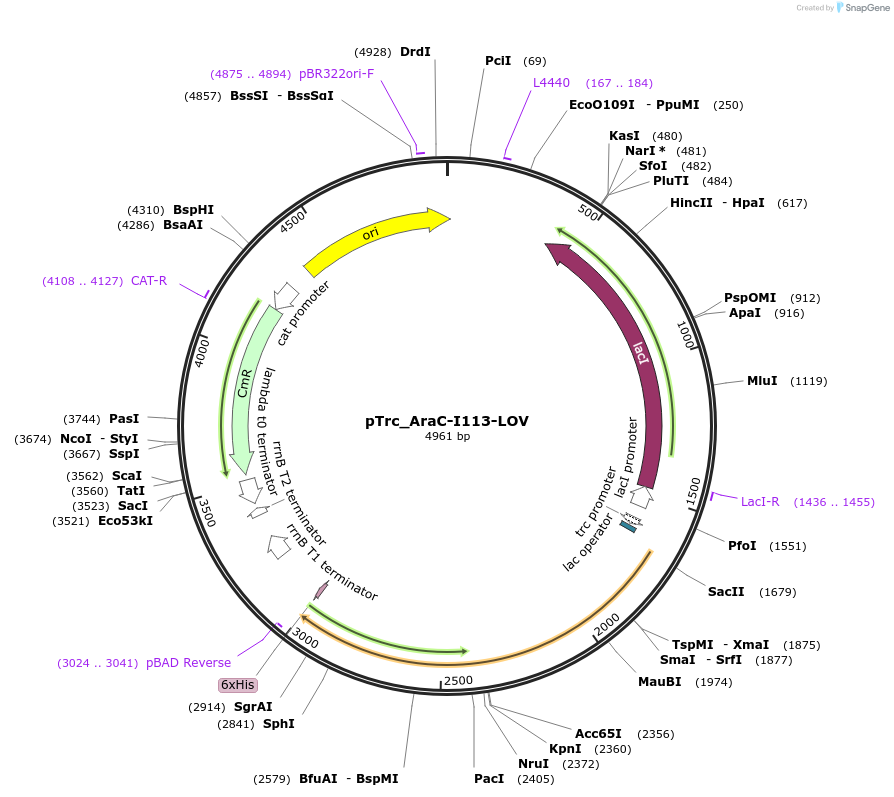 206804-plasmid-map-sequence-id-410377