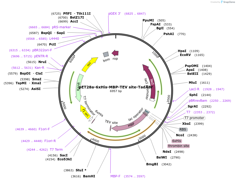 208318-plasmid-map-sequence-id-410379