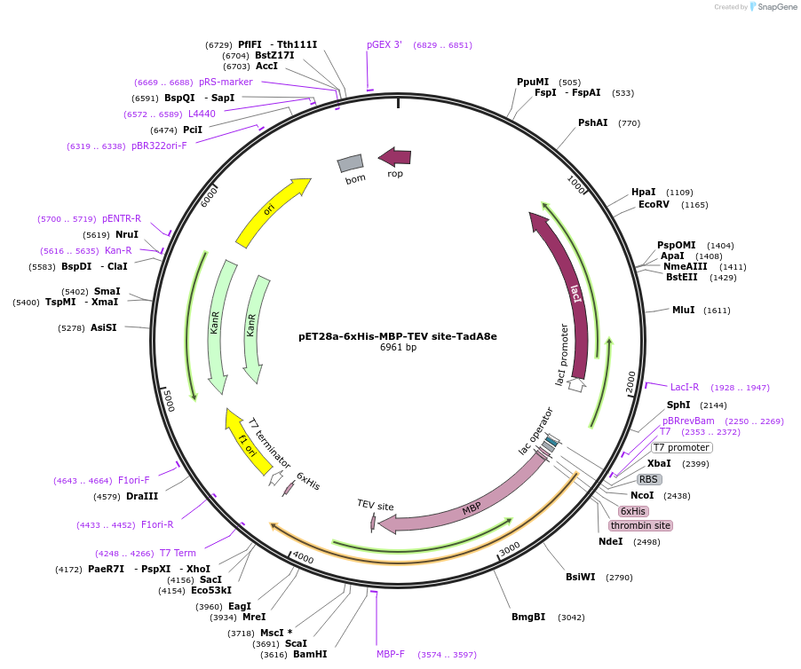 208319-plasmid-map-sequence-id-410381