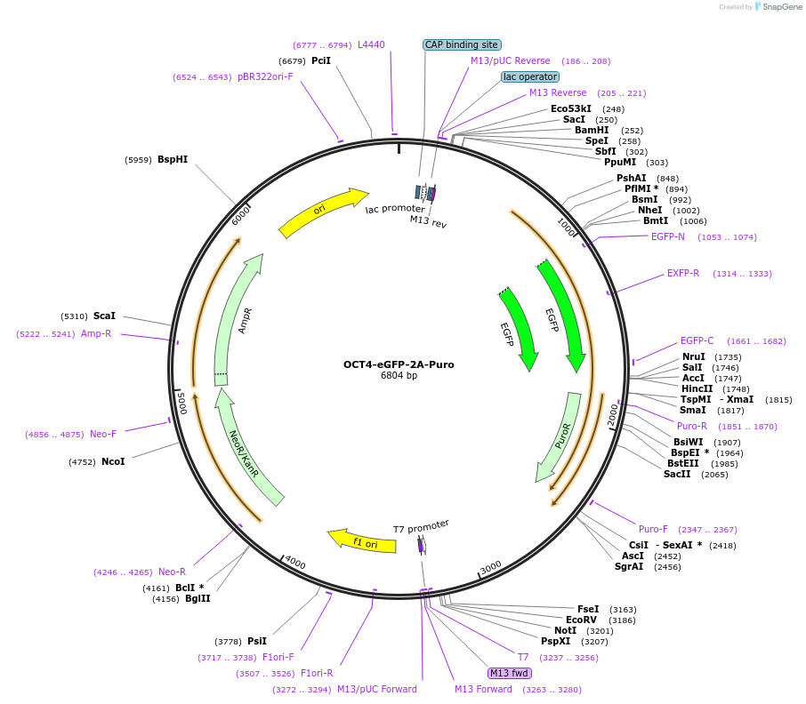 31939-plasmid-map-sequence-id-410382