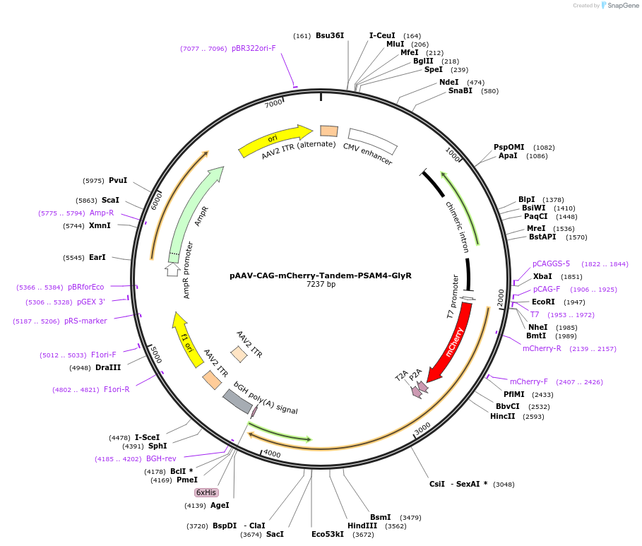 208361-plasmid-map-sequence-id-410393