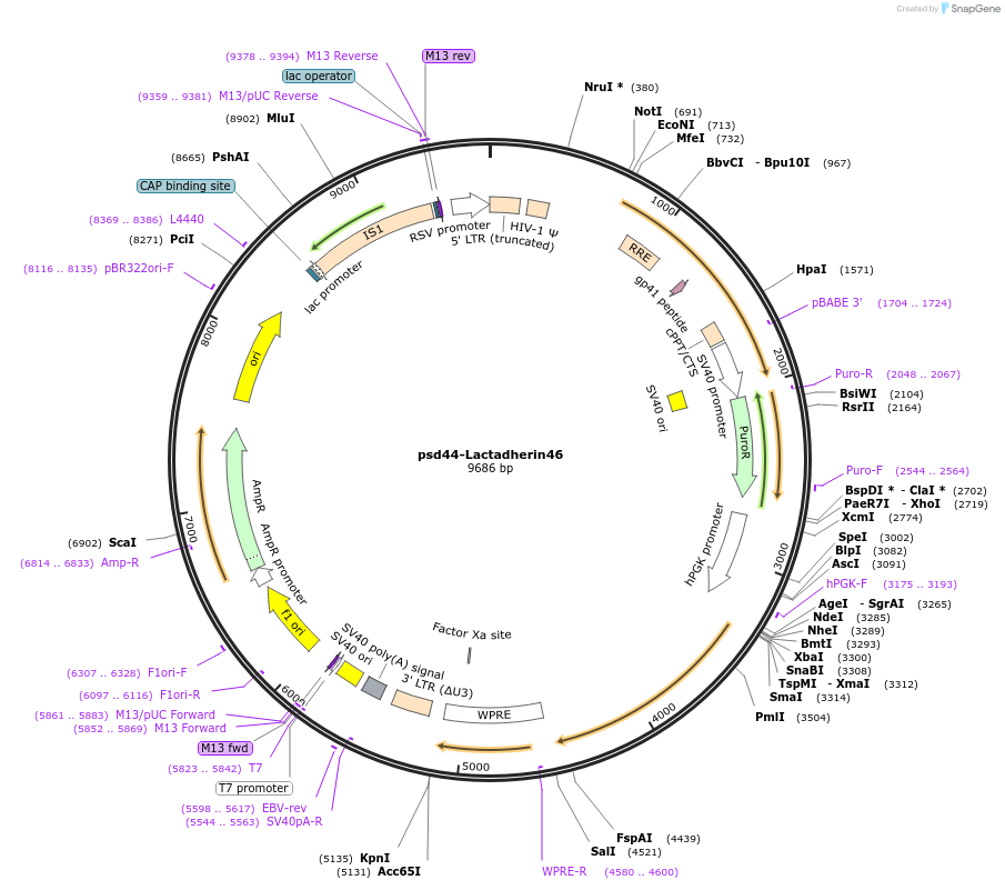 46830-plasmid-map-sequence-id-410396