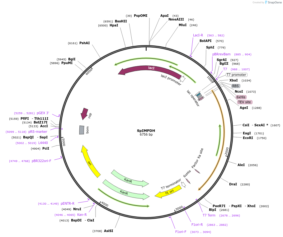 206980-plasmid-map-sequence-id-410397