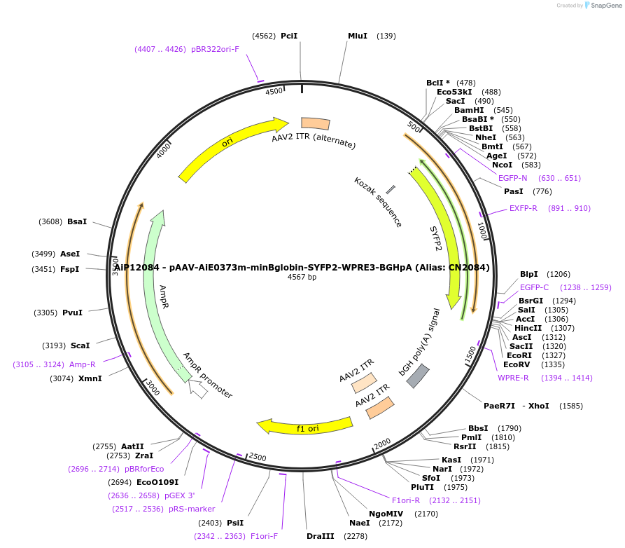208128-plasmid-map-sequence-id-410527
