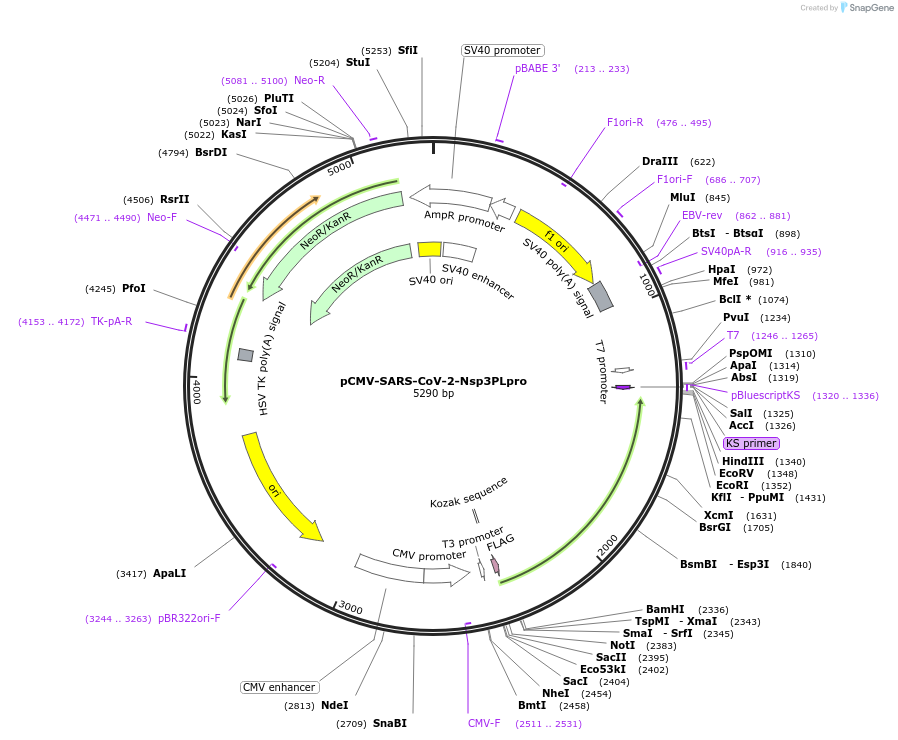 204208-plasmid-map-sequence-id-410539