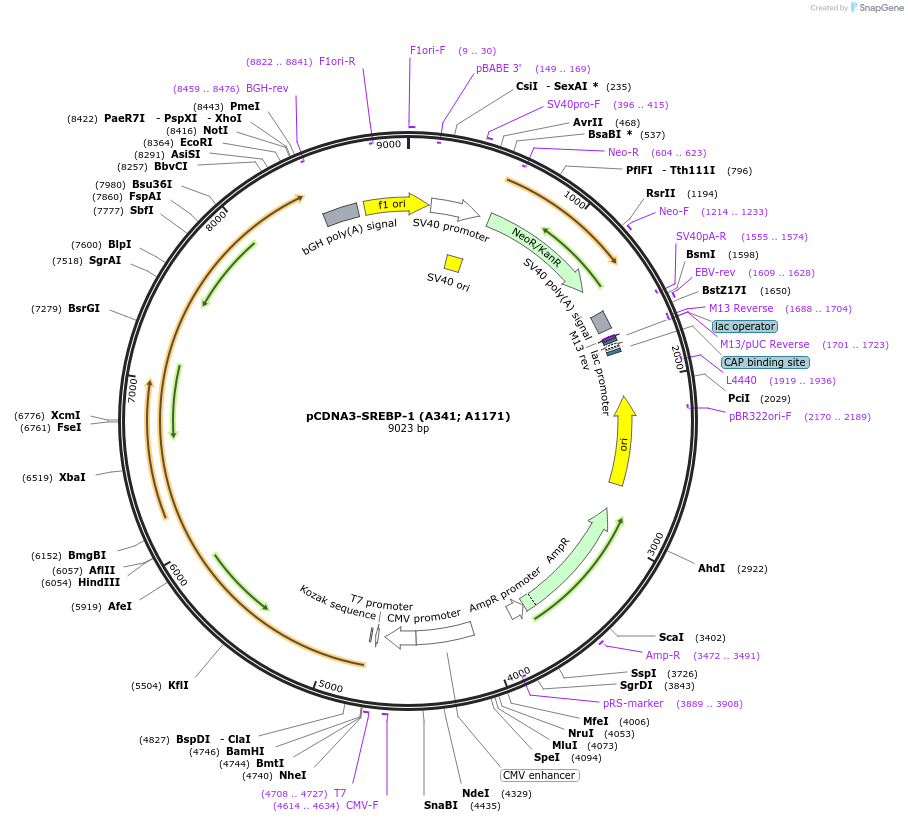 204197-plasmid-map-sequence-id-410542