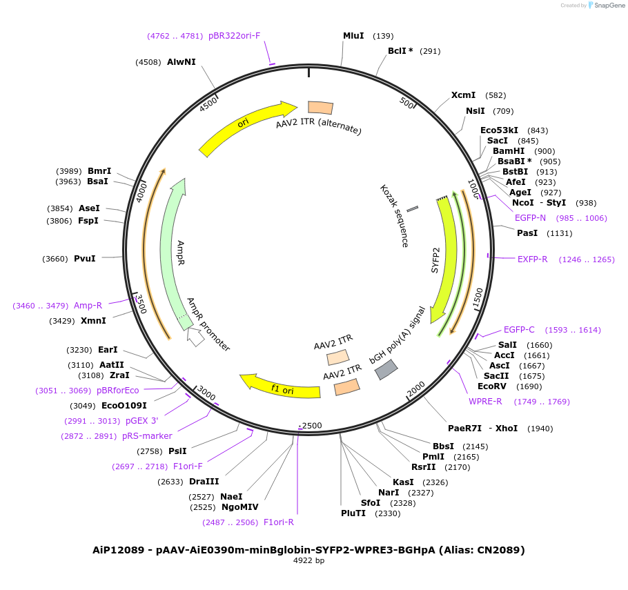 208134-plasmid-map-sequence-id-410548