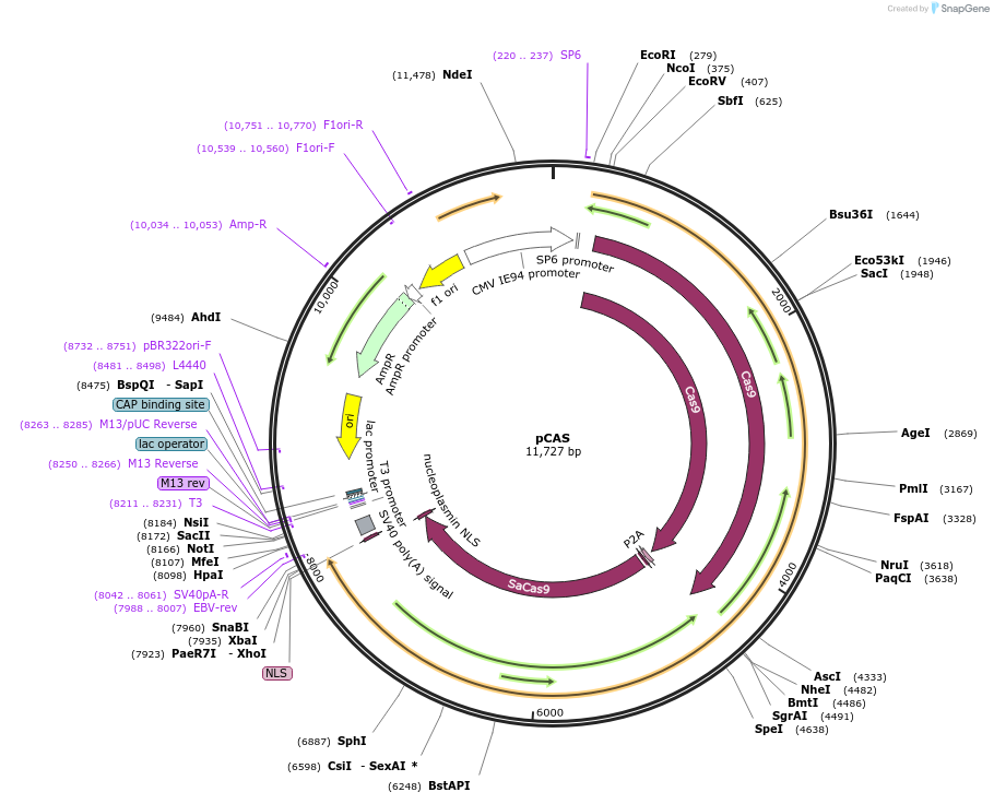 206994-plasmid-map-sequence-id-410553