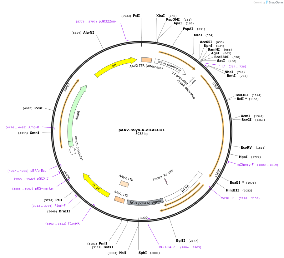 208102-plasmid-map-sequence-id-410570