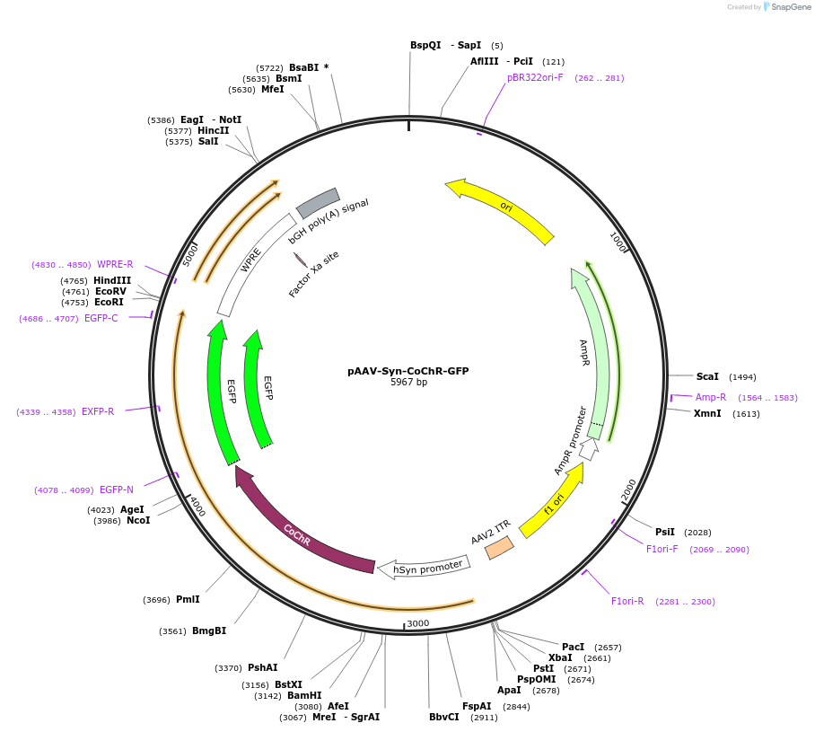 59070-plasmid-map-sequence-id-410572