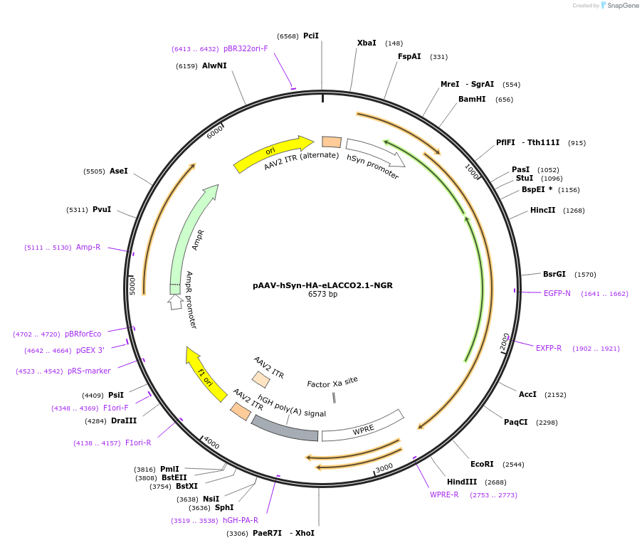 208096-plasmid-map-sequence-id-410574