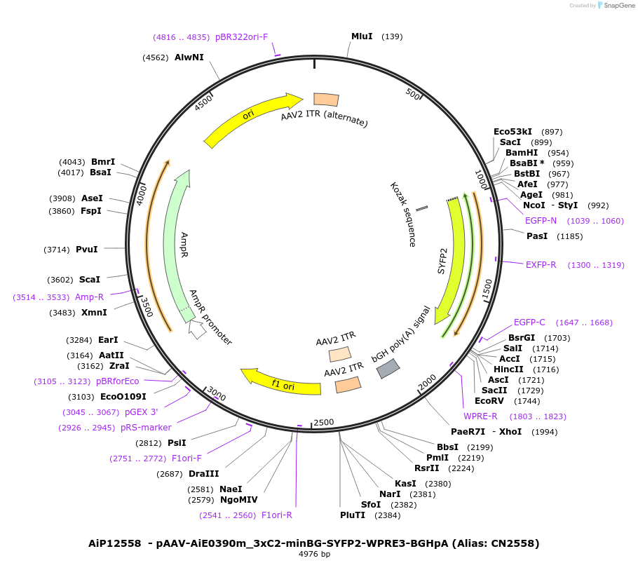 208141-plasmid-map-sequence-id-410577