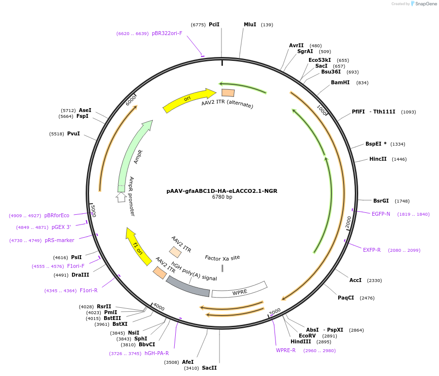 208098-plasmid-map-sequence-id-410580