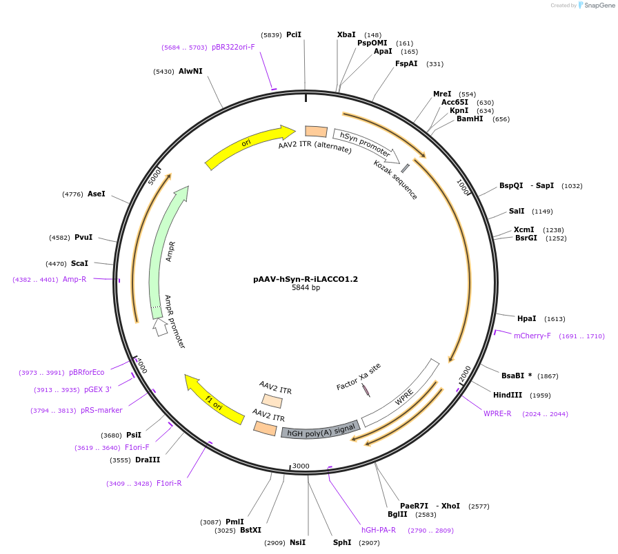 208101-plasmid-map-sequence-id-410584