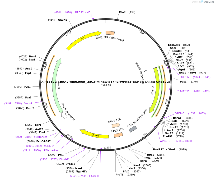 208143-plasmid-map-sequence-id-410589